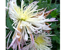 S73R6204.JPG