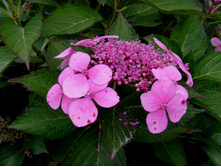 S73R6215.JPG