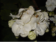 DSC03411.JPG