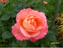 SDC10078.JPG