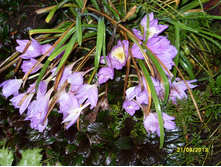 SDC10099.JPG