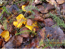 DSCN3368.JPG