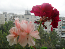 SDC13474.JPG