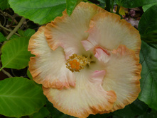 LILY GLOW