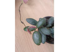 Hoya sp. GPS-7240