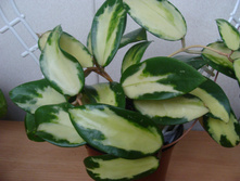 VERTICILLATA  VARIEGATA HOYA