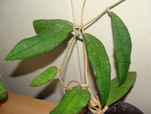FINLAYSONII Long 