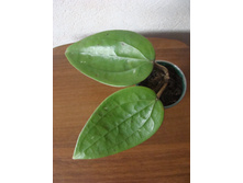 HOYA RIGIDA