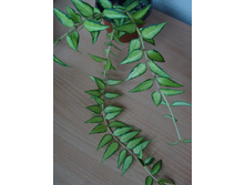 bella variegata