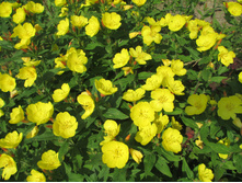 ����� ��� 198.jpg