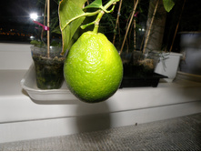 PA130157.JPG