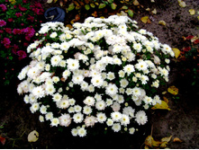 S73R1217.JPG