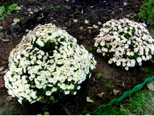 S73R1247.JPG