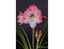 ��������� ���� ������� 245