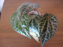 ����� ��������� Piper crocatum