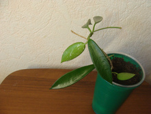 HOYA LONGIFOLIA PUBESCENS
