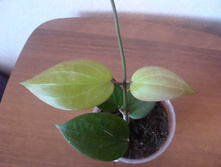 HOYA POTTSII IML 489