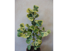 Ficus triangularis yellow var. ��� �������� ��������.