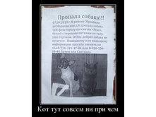 66790235_kot-tut-niprichyom.jpg