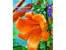 african_queen 34,4�.jpg