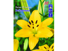 belladonna 18�.jpg