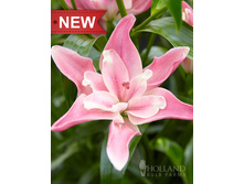candy_blossom 26�.jpg