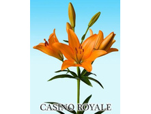 casino_royale 12�.jpg
