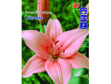 cavalese 11�.jpg