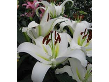 cocossa 17,93�.jpg