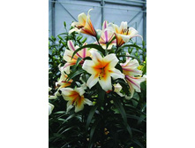 garden_affaire 21,57�.jpg