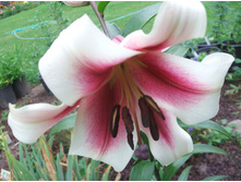 garden_pleasure 22,64�.jpg
