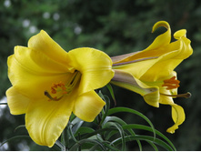golden_splendour 35�.jpg