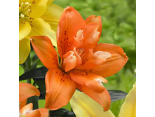 orange_twins 26�.jpg