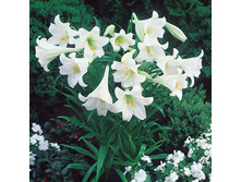 white_heaven 14,05�.jpg