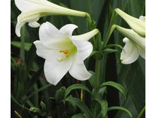white_present 18�.jpg