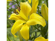 yellow_county 16,73�.jpg