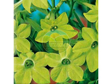 ������ �� ����� ����� �������� ������� ���� (0,1 �)_5,57 ���.