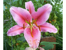 pink_blossom 28,02�.jpg