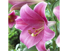 pink_heaven 16,2�.jpg