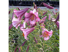 pink_perfection 26,48�.jpg