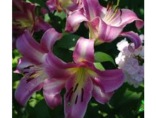 purple_lady 22,11�.jpg