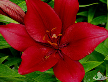 red_alert 11,9�.jpg
