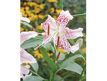 speciosum_uchida 29,16�..jpg