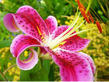 stargazer 12,97�.jpg