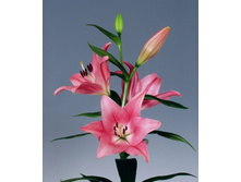 tropic_diamond 12,43�.jpg