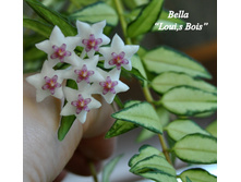 Bella Loui,s Bois