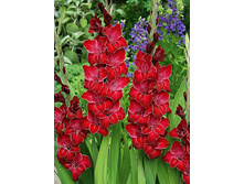 baccara 4,83�.jpg
