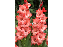 beauty_print 5,95�.jpg