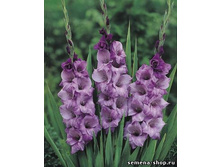 blue_tropic 8�.jpg