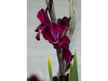 burgundi 8�.jpg